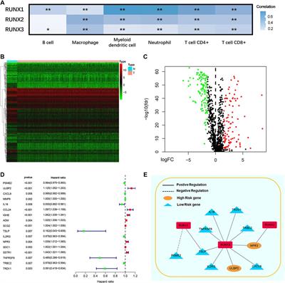 RUNX regulated immune-associated genes predicts prognosis in breast cancer